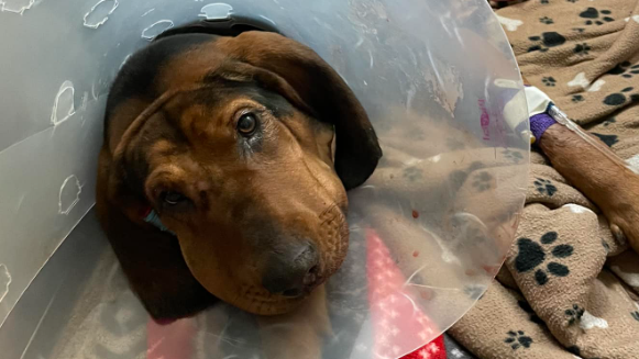 Dog shot, wounded in Shawano County - Vimarsana News