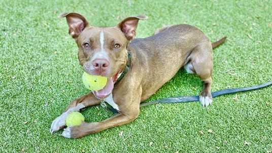 Meet the Nebraska Humane Society's pet of the week