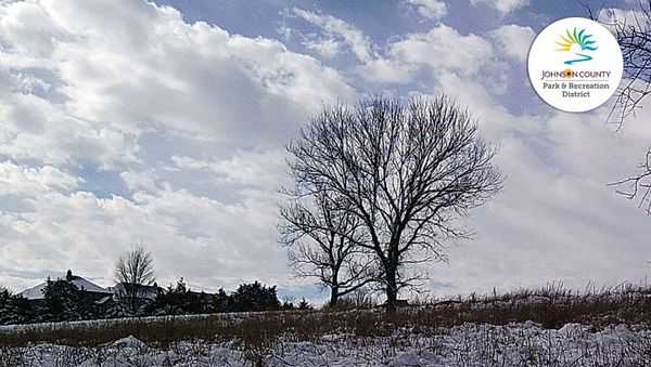 2 bobcats sighted in Johnson County, Kansas - Vimarsana News