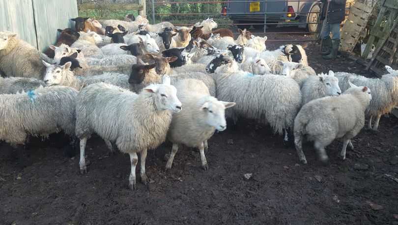 A flock of sheep police believe was stolen.