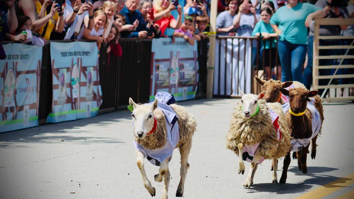 Running of the Wools Sheep race in Washington, Pennsylvania