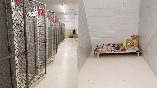 Fosters take in dogs, emptying out Ohio animal shelter on Thanksgiving