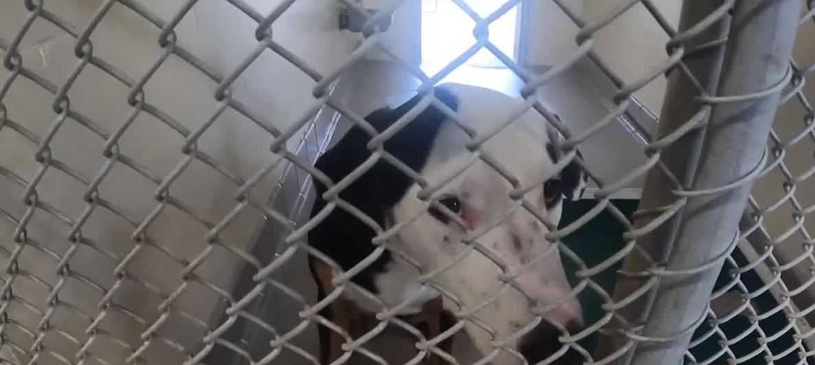 Seminole County Animal Shelter Overcrowded Amid Renovation Work