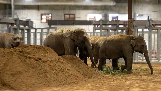 Cincinnati Zoo announces arrival of 4 new elephants from Dublin Zoo - Vimarsana News