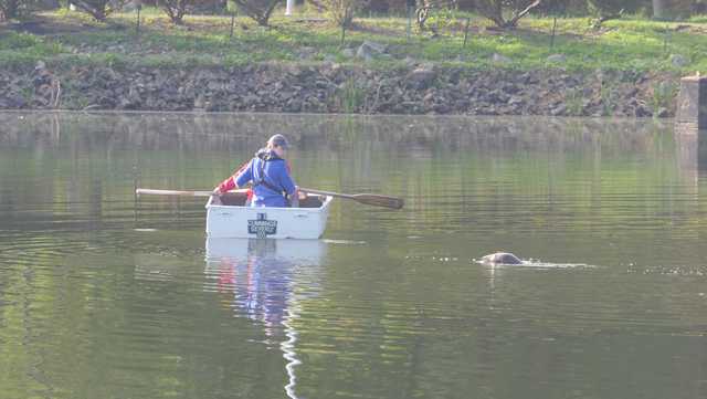 Seal remains spectacle in Beverly pond, follows biologists' boat - Vimarsana News