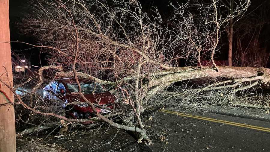 Driver escapes injury as tree crashes onto car in Shrewsbury