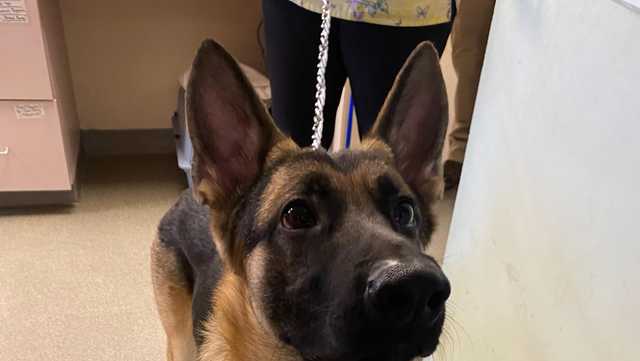 Dog found tied to bench along Route 9 in Shrewsbury - Vimarsana News