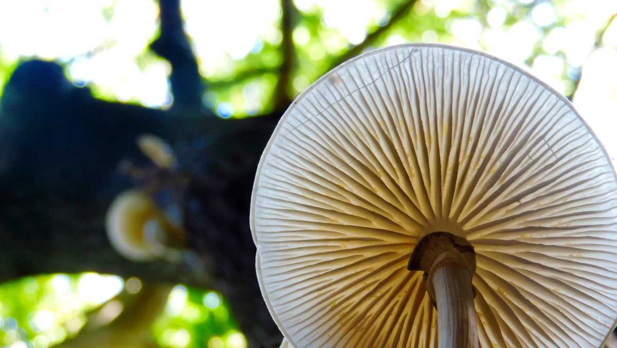 Hospital in Ohio reports cases of people eating 'highly toxic' wild