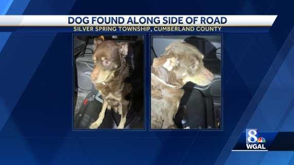 Emaciated dog found on side of road in Cumberland County