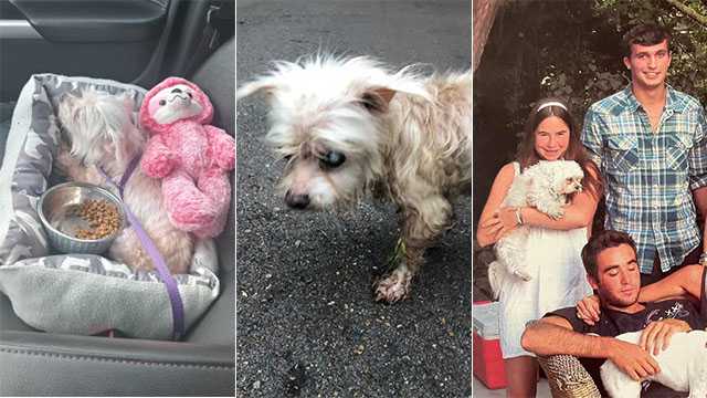 Dog missing for 7 years from Florida found in Mississippi - Vimarsana News