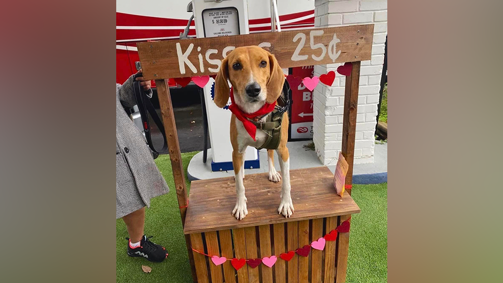 Georgia: Foster dog shot, killed minutes after escaping yard - Vimarsana News