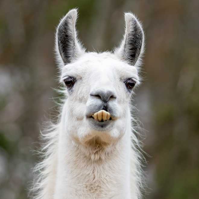 skippy the llama