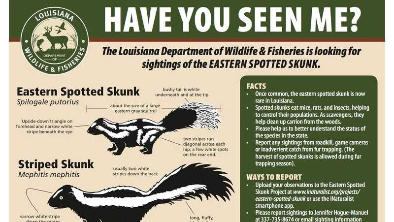 Louisiana Wildlife and Fisheries needs public's help reporting rare skunk  sightings