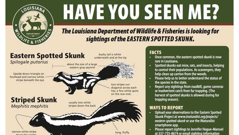 Louisiana Wildlife and Fisheries needs public's help reporting rare skunk sightings Louisiana Wildlife and Fisheries needs public's help reporting rare skunk sightings