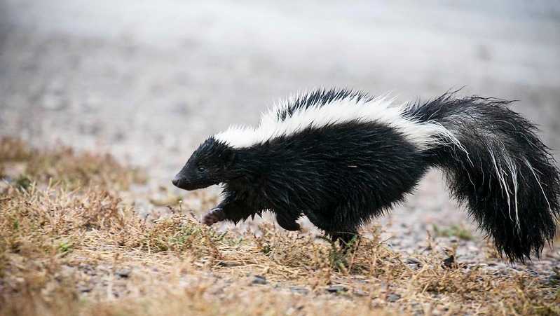 Love stinks: It's skunk mating season in Kentucky