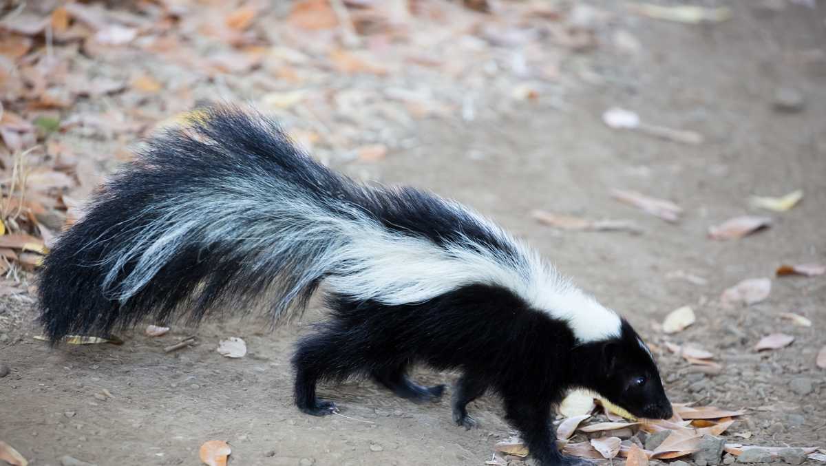 Skunk tests positive for rabies in California