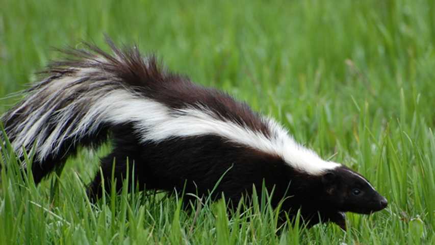 Oklahoma researchers discover compound that neutralizes skunk odor