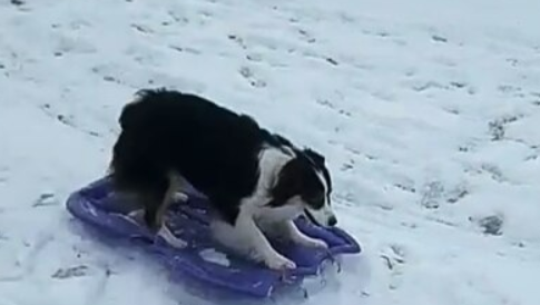 These Dogs Love Taking a Ride Down Their Slide