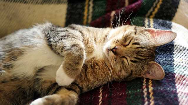 Hundreds of cats will gather in Boston for first 'Caturday'