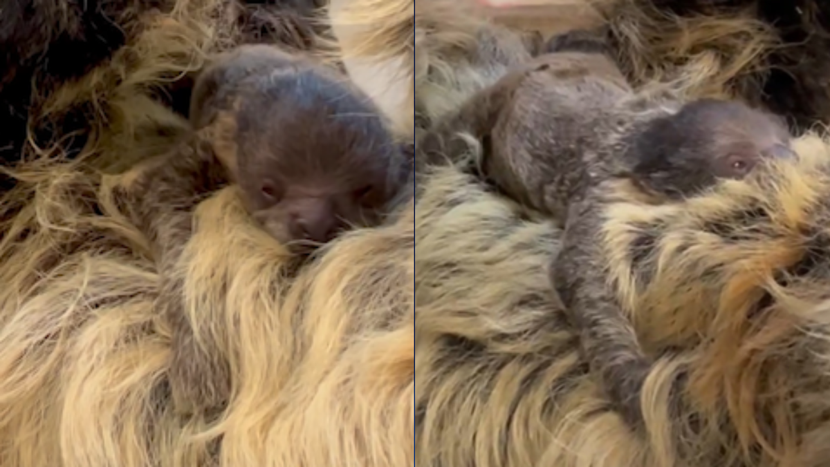 Cincinnati Zoo announces beginning of lovable baby sloth Cincinnati Zoo announces beginning of lovable baby sloth