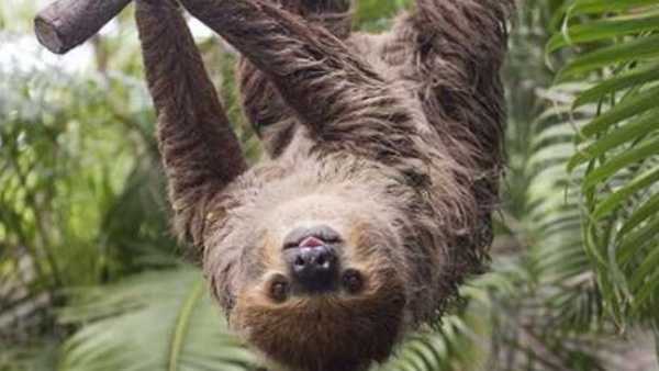 Louisville Zoo will offer behind-the-scenes sloth experience when it