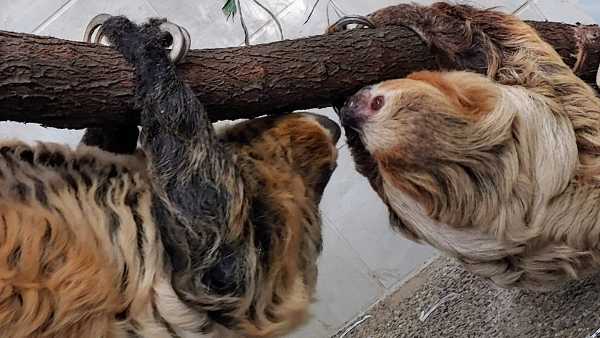 Is a baby sloth on the way at the Cincinnati Zoo?