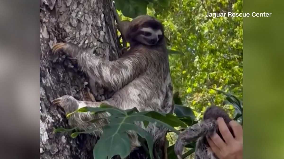 Watch Mama Sloth Has Touching Reunion With Fallen Baby
