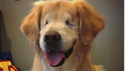 10 adorable dog Instagram accounts you have to follow