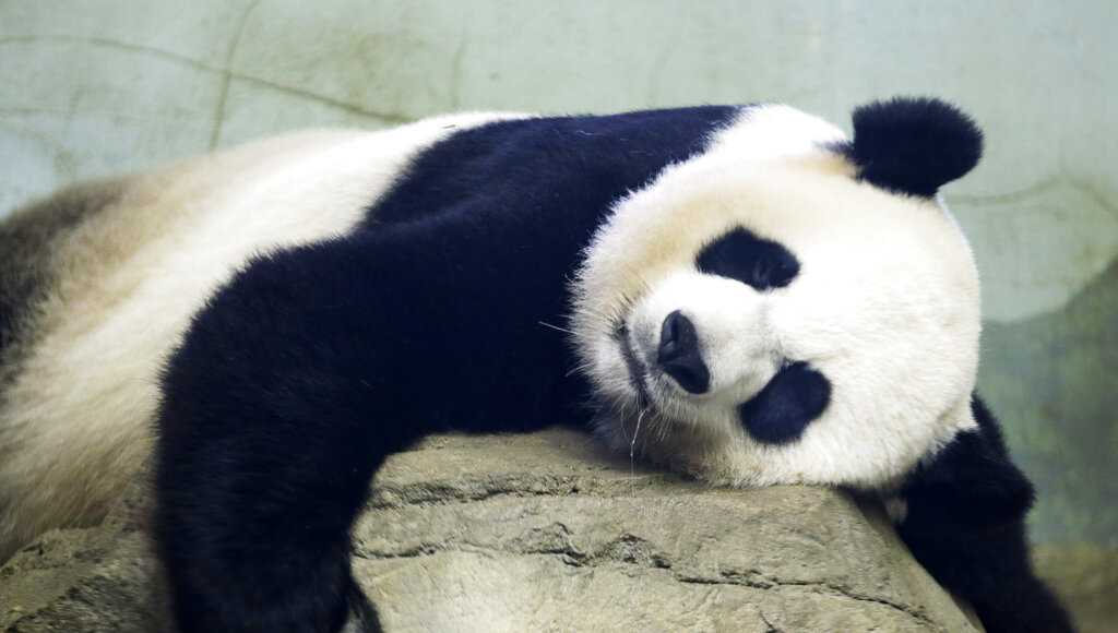 Baby panda born at Smithsonian's National Zoo; mom cradling cub