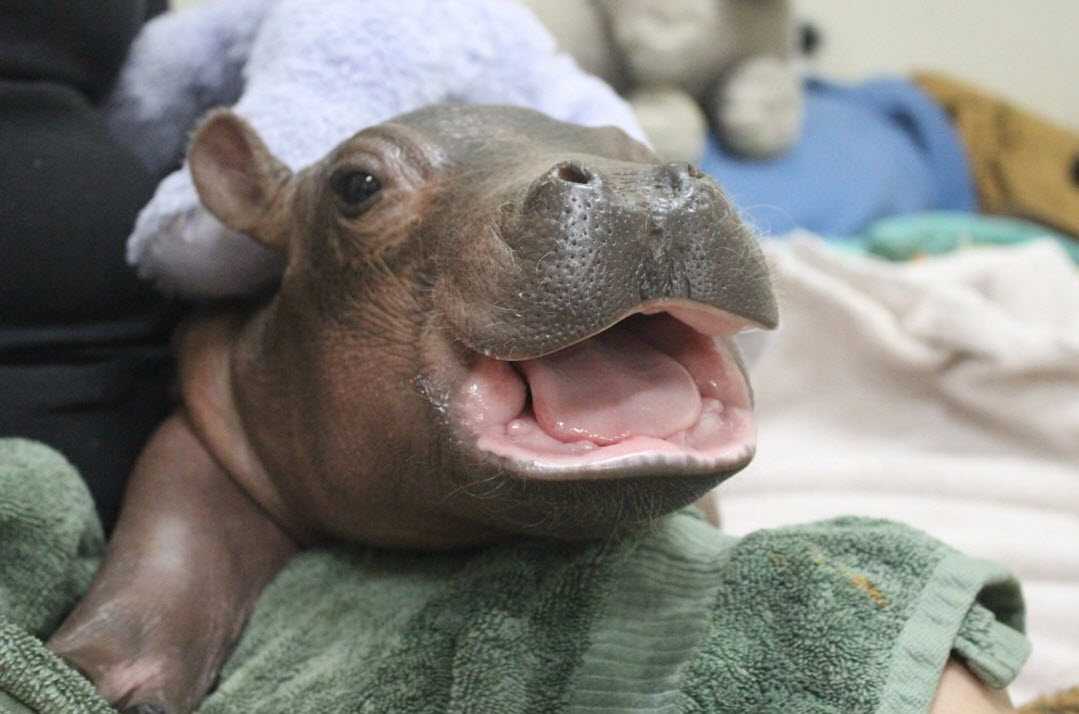 fiona stuffed hippo