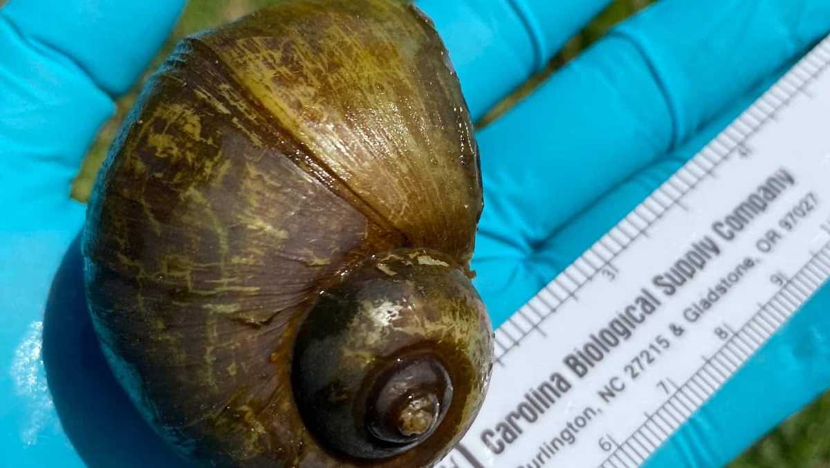 Michigan Invasive Snails Arkansas Game and Fish officials warning Arkansans to be on the lookout ...