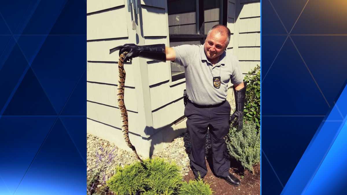 shelby township police spent wednesday night digging a... Woman finds python in Camden garden