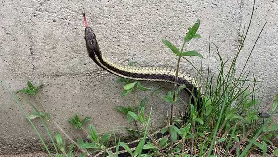 Snake Snake