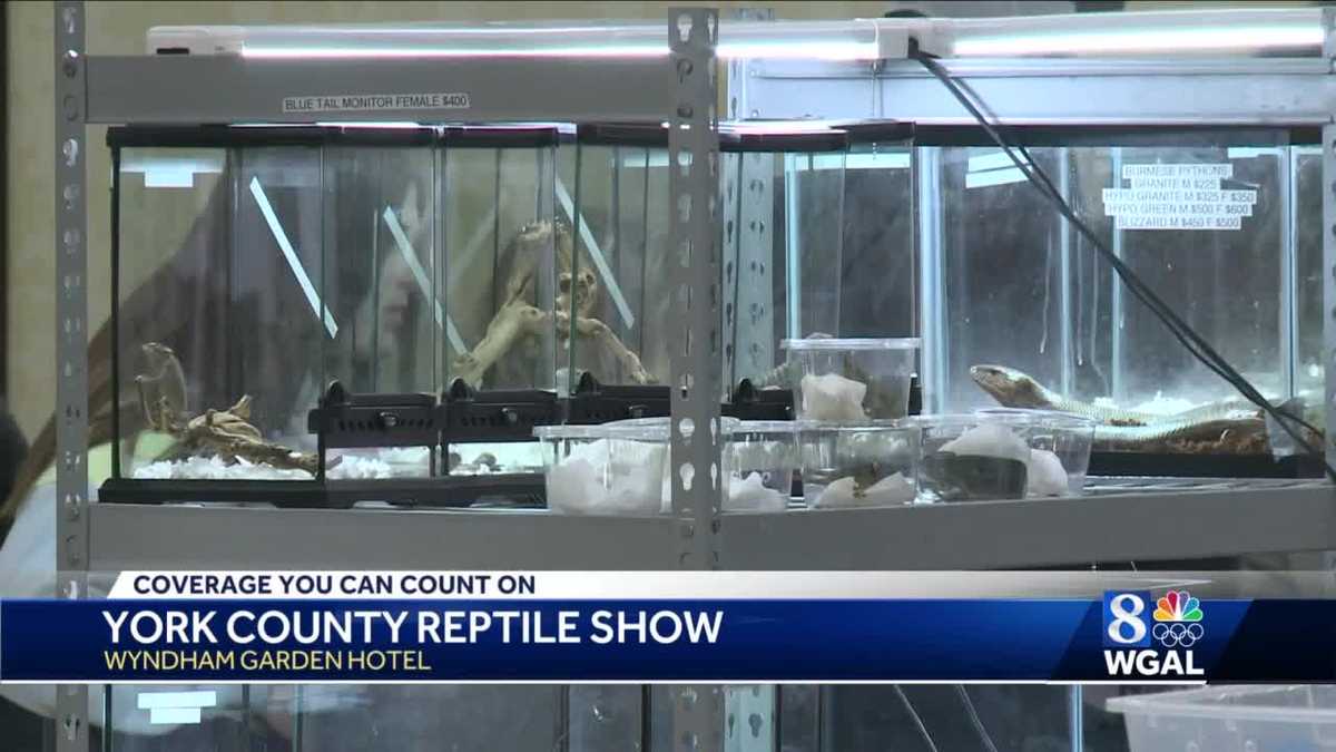 Reptile Show comes to York
