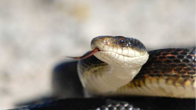 I Am Freaked Out Georgia Family Discovers 18 Snakes Living In Their Bedroom