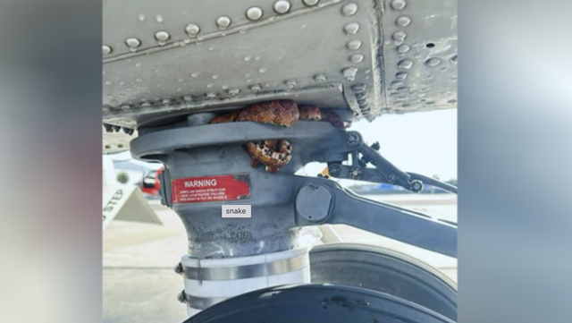 Snake found tangled around U.S. Coast Guard helicopter in Florida - Vimarsana News