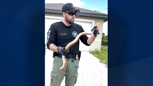 Sergeant pulls snake out of Florida car engine - Vimarsana News