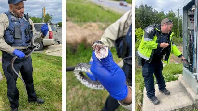 Northern Virginia traffic snarled by snake - Vimarsana News