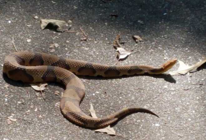 Northern water snake will escape below surface, but if it can't you should  expect plenty of biting - Cambridge Day