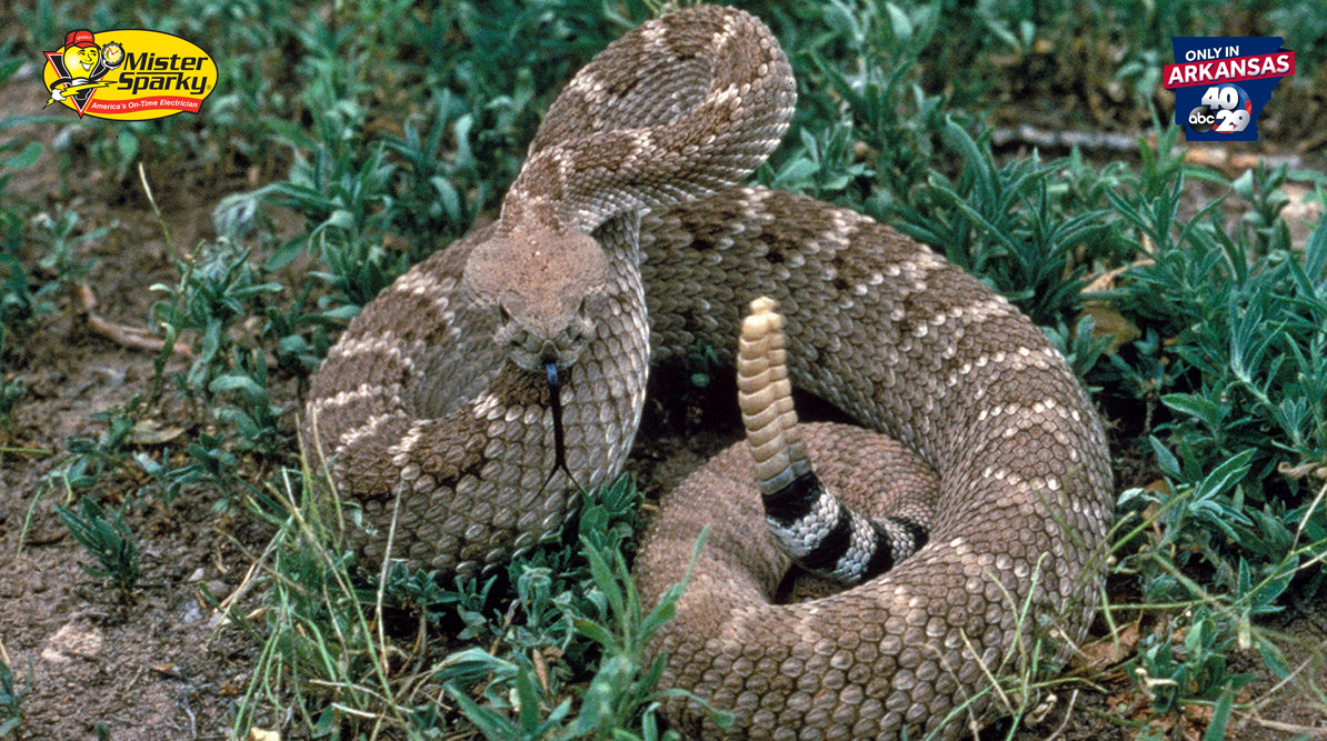 Which Arkansas Snakes Are Venomous