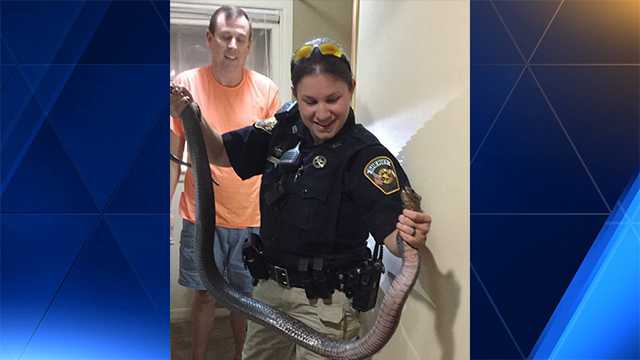 Deputy removes snake from Texas home