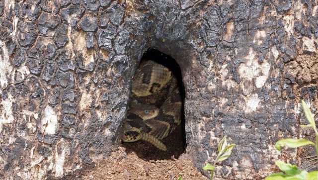 Where do SC snakes hide in the winter? - Vimarsana News