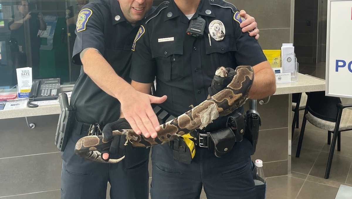 shelby township police spent wednesday night digging a... Missing a pet snake? Ball python found with 'no collar, tags' in Foxborough