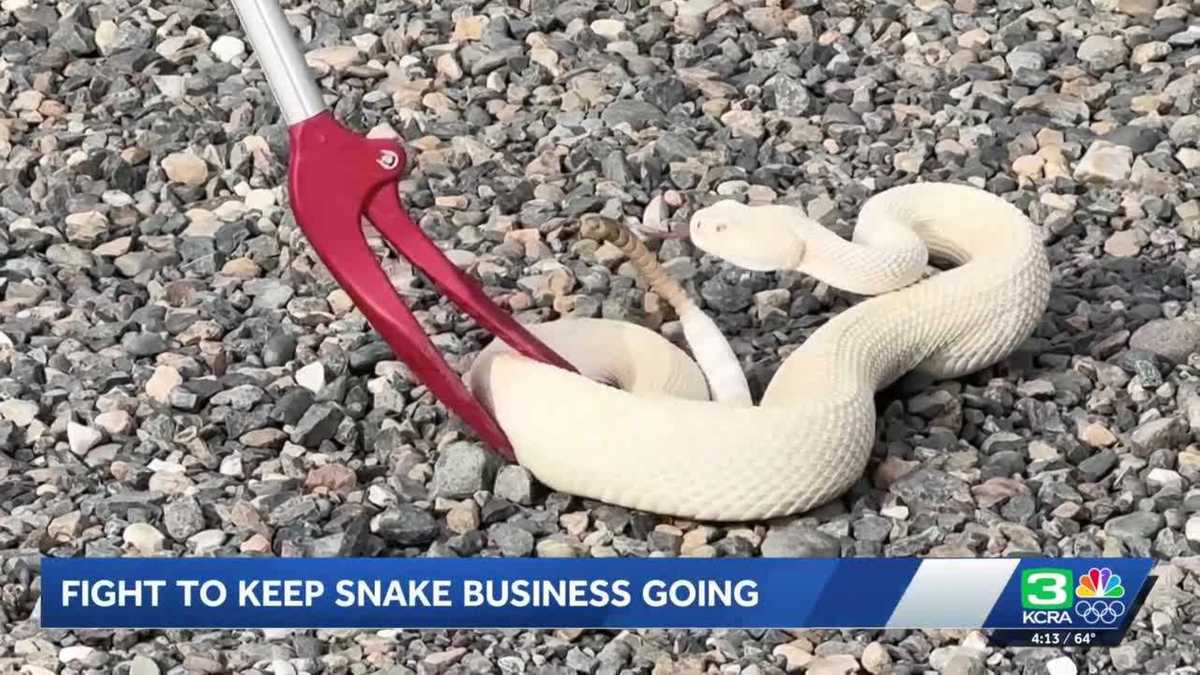Founder of dog training service that uses rattlesnakes fights to keep business going
