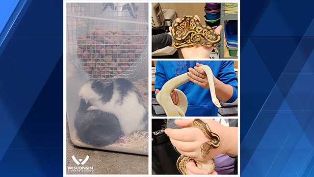 160 animals seized from home, including rats, snakes - Vimarsana News