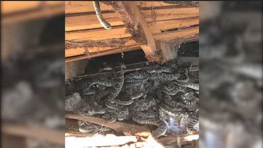Man discovers dozens of rattlesnakes under building on his property