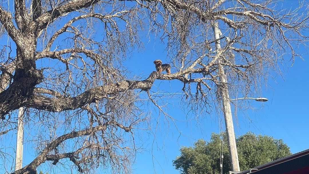 Dog rescued from tree in San Juan Bautista