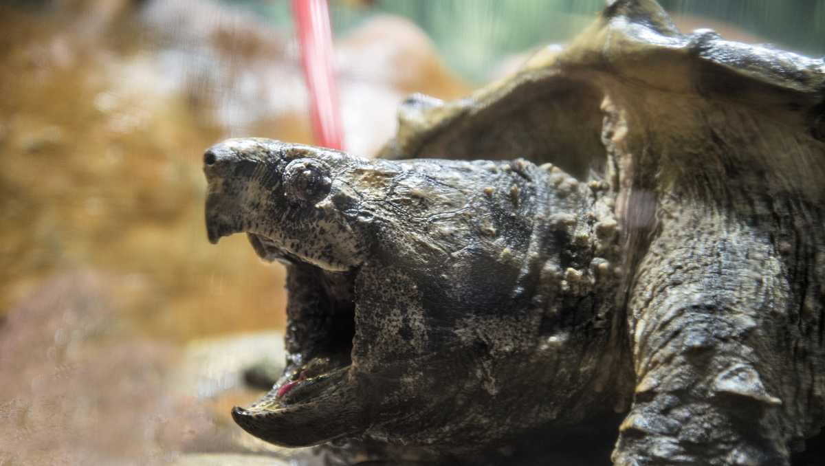 Science Teacher Accused Of Feeding Puppy To Class Snapping Turtle