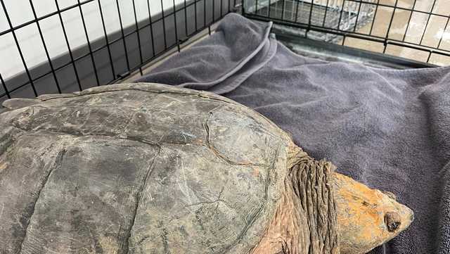Large snapping turtle found in Baltimore City - Vimarsana News