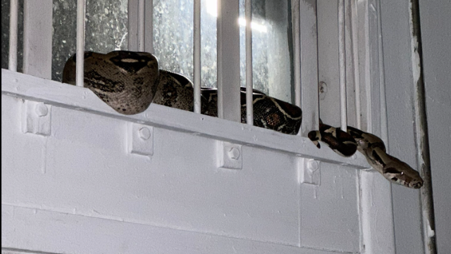 5-foot boa removed from Florida business - Vimarsana News
